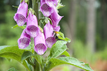 Purple Foxglove In The Forest With A Bee On It