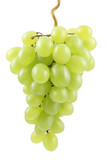 Fototapeta Mapy - bunch of fresh green grapes isolated on white