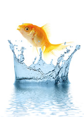 The gold small fish jumps out of water