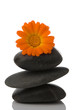 spa stone and orange flower on white background 