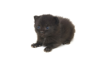 Wall Mural - fuzzy black kitten on white