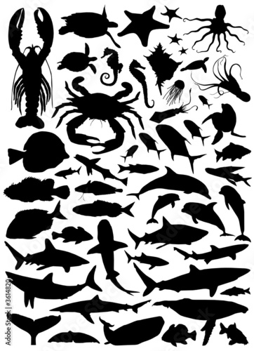 Naklejka - mata magnetyczna na lodówkę collection of fish vector