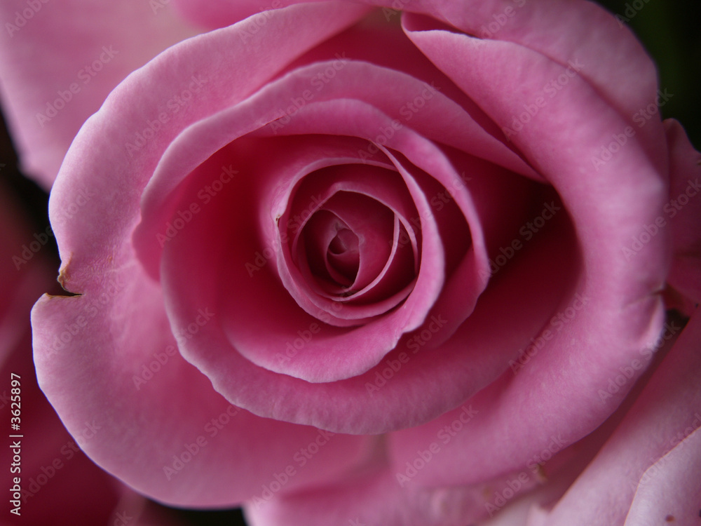 Bloom of Pink Rose - obrazy, fototapety, plakaty 