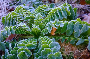 morning frost 2