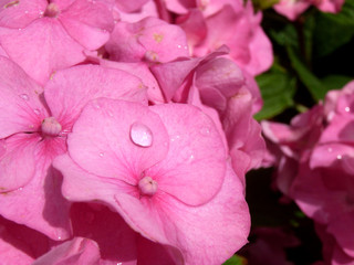 Wall Mural - Hydrangeas Flowers 5