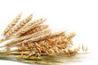 Collection of different wheats isolated on white.