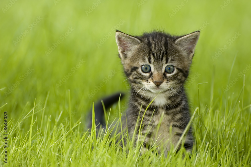 little kitten playing on the grass close up - obrazy, fototapety, plakaty 