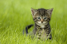 Little Kitten Playing On The Grass Close Up