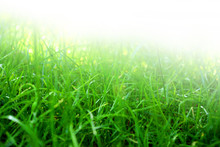 Close-up Of Fresh Green Grass Fading Up To White Background.