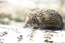 Little Animal - Hedgehog On The Birch Log
