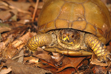 A Portrait Of A Three Toed Box Turtle Found In The Woods.