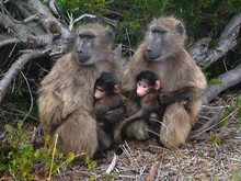 Baboons With Babies