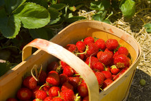 Fresh Picked Strawberries In A Basket, Sitting In The Field.