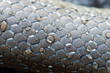 peau de serpent en macro, couleuvre grise