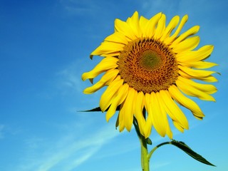 Sunflower and blue sky