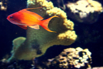 Orange Fish