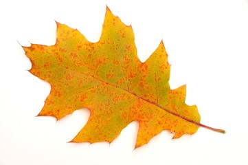 Wall Mural - leaf