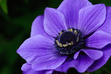 Anémone Violette