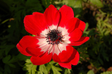 Wall Mural - Red flower in full bloom