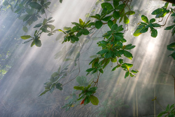 rays of sunlight and campfire smoke in jungle vegetation