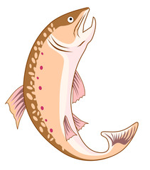 Wall Mural - Rainbow trout on white background