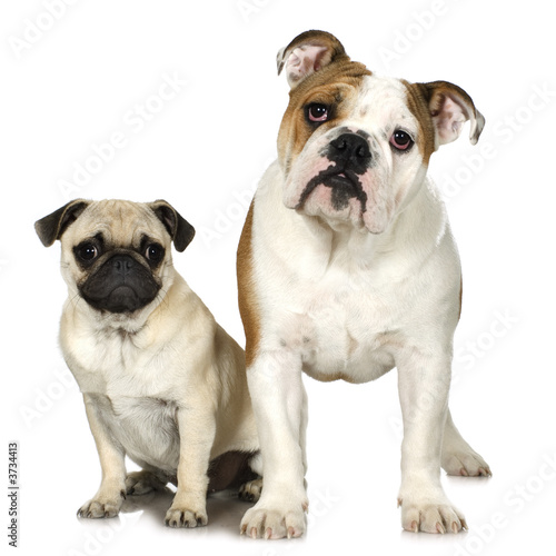 Alu-Spannrahmen - english Bulldog and a pug in front of a white background (von Eric Isselée)