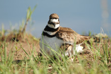 A Mother Killdeer Hides Her Chick Under Her Wing For Protection.