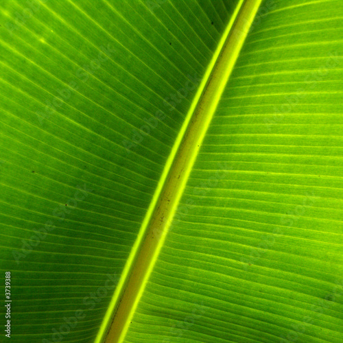 Téléchargement gratuit Images Papier Peint Feuille De Bananier Leaf Musa Papiers Peints actualisé par