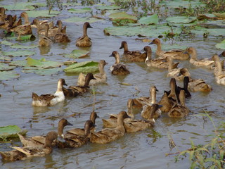 Wall Mural - Canards