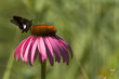 a small butterfly sampling pollen from a purple Coneflower
