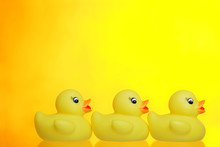 Family Of Baby Ducks