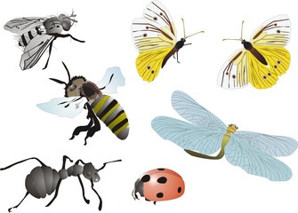 Wall Mural - illustration with insects