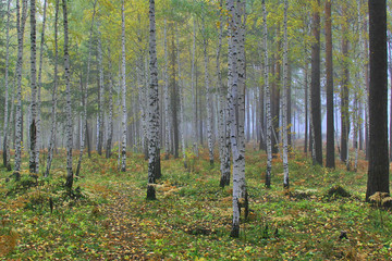 Canvas Print - autumn yellow birch forest in the morning