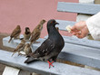 The pigeon and sparrows