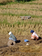 Wall Mural - Travaux agricoles, Thailande