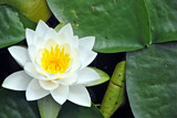 water lily