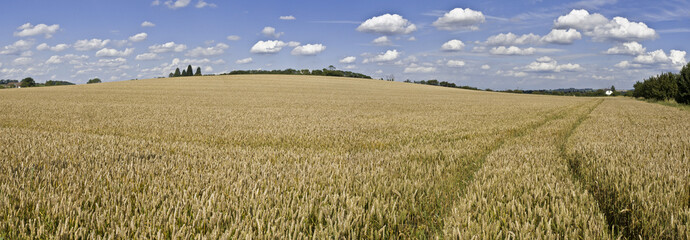 Wall Mural - farmland cornfield ripening agriculture