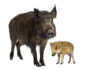 wild boar and her piglet in front of a white background
