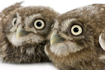 young owl in front of a white background