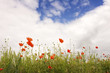 © Ian Webb - Looking up through poppies with a cloudy, blue sky