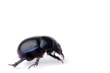 Macro Shot Of Beetle Isolated On White