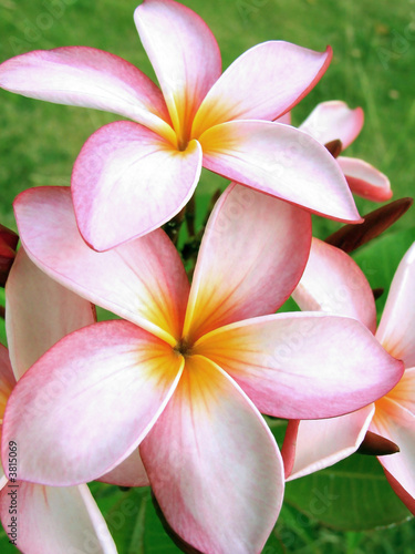 tropikalne-kwiaty-rozowy-detal-tropikalnych-kwiatow