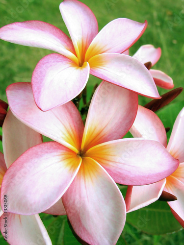 Obraz w ramie Tropical flowers - Pink tropical flower detail