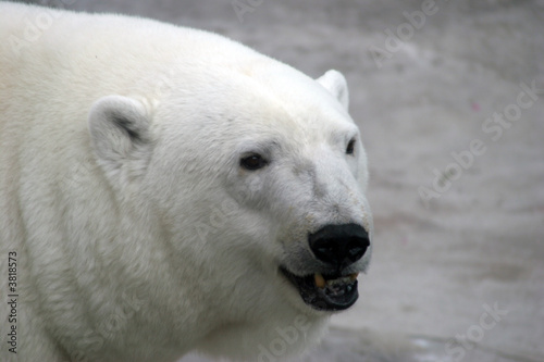 Fotoboard na płycie Ursus maritimus (niedźwiedź polarny)