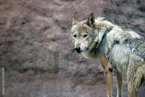 Plakat na papierze fotorealistycznym Canis lupus (szary wilk) patrząc wstecz