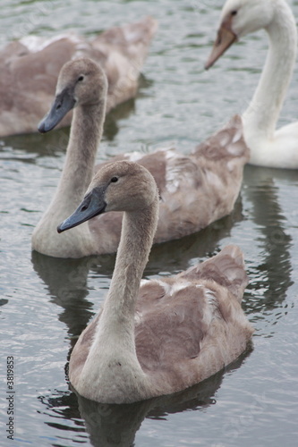 Photo Stock Bebe Cygne Adobe Stock Photo Stock Bebe Cygne Adobe Stock
