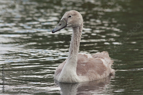 Bebe Cygne Stock Photo Adobe Stock Bebe Cygne Stock Photo Adobe Stock