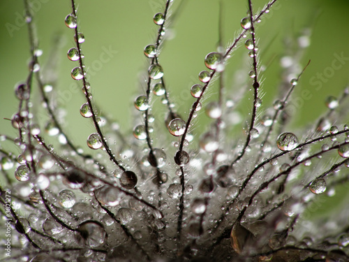 Obraz w ramie wet clematis seed