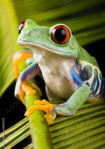 Foto-Flächenvorhang ohne Schienensystem - frog the princess (von Sebastian Duda)