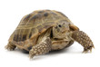 reptile turtle animal, slow speed, isolated object